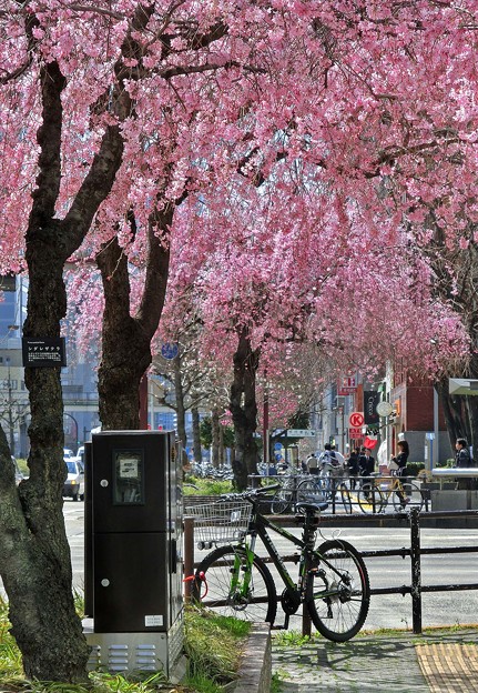 写真: 桜咲く♪
