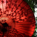 写真: 和傘に映る楓