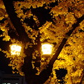 写真: 街路樹灯