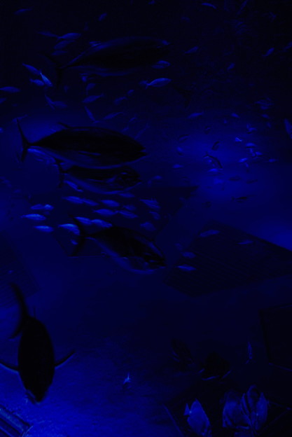 the blue world of fish tank