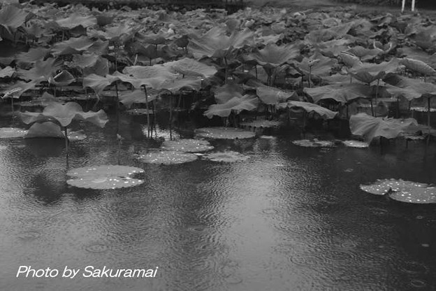 写真: 雨の蓮池