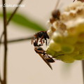 写真: ハチの戦い
