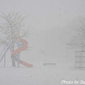 写真: 吹雪の公園