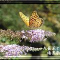 20090920花と蝶01