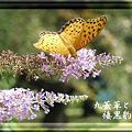 20090920花と蝶02