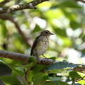 写真: キビタキ幼鳥(4)0044A0674