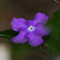 写真: ニオイバンマツリ(1)最初は濃い紫色 FK3A9134