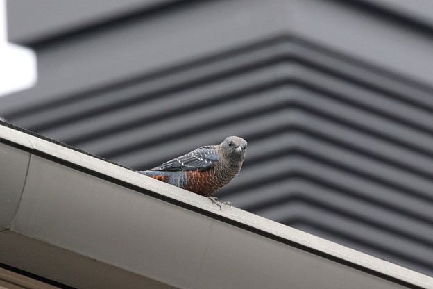 写真: イソヒヨドリ♂若鳥(1)FK3A3999　我が家の屋根に