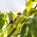 写真: お庭から姿を消したカワラヒワ幼鳥(2)FK3A3816