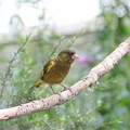写真: お庭から姿を消したカワラヒワ親鳥(1)FK3A3602