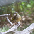 写真: お庭から姿を消したカワラヒワ親鳥(2)FK3A3797
