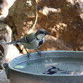 写真: シジュウカラ若鳥水浴び(1)FK3A5166