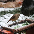 雪中で採餌するジョウビタキ♀(1)FK3A0642