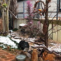 雪が溶けてしまったお庭の一画 IMG_0456