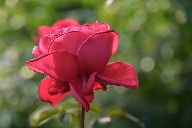 写真: 薔薇[ドゥフトボルケ]