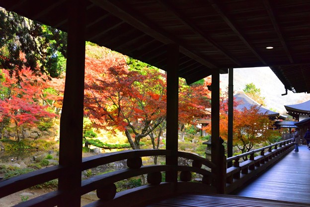 写真: 日本庭園の紅葉