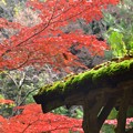 写真: 苔と紅葉