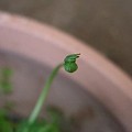 写真: ラヌンクルスの花芽３ 5,18