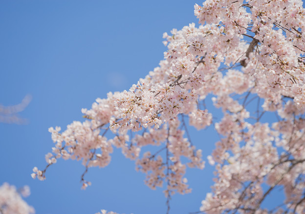 写真: 青空に咲く