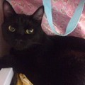 写真: （１６年更）大阪奈良　黒猫の迷子（2014年9月より捜索中）