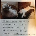 写真: （終了）沖縄県南城市　猫（ミルクティー色）の迷子（２０１５年９月に記事UP）