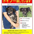 写真: 徳島県西部　犬（トイプードル）の迷子