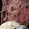 写真: 桜傘