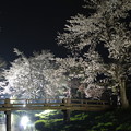写真: 忍野の桜