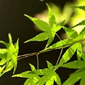 写真: green leaf