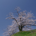 写真: 高台桜