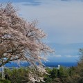 写真: 里山の桜