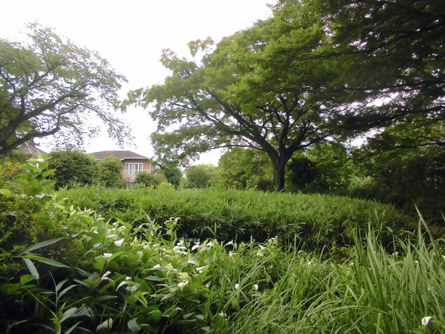写真: 世田谷区_桜丘すみれば自然庭園-05池と半夏生b