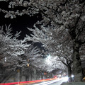 写真: 夜桜と光の川