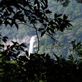 写真: 大門坂からの那智の滝
