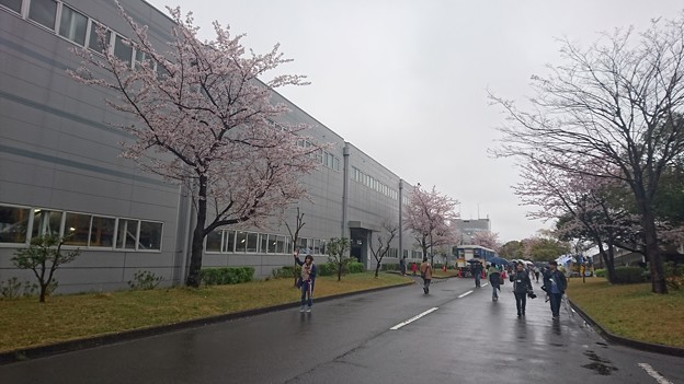写真: 車両基地の桜