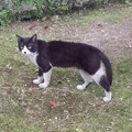 写真: _170622 089 チョビヒゲ黒白鉢割れ猫