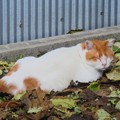 写真: _171026 044 落ち葉と白茶トラ猫