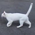 写真: _171020 681 人懐っこい白猫　尻尾ピーン