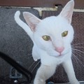 写真: _171020 685 人懐っこい白猫　接近
