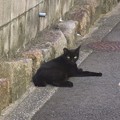 写真: _180817 109 ややだらけ気味の黒猫