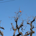 写真: 木守り柿OLYMPUS VR-320 0049