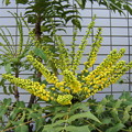 写真: ヒイラギナンテン（チャリティ）の花DSC-T700 4062