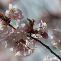 写真: 桜その8
