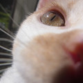 写真: 猫の目。