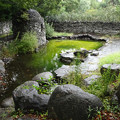 写真: アイルランド庭園