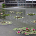 写真: 咲くやこの花館前池