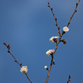 写真: 元気な桜