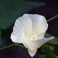 写真: 綿の花（白）