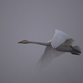 写真: 朝霧の飛行.3