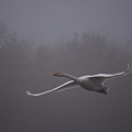 写真: 朝霧の飛行